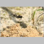 Lindenius albilabris - Grabwespe w05b 6-7mm - beim Nesteintrag - OS-Wallenhorst Sandgrube.jpg